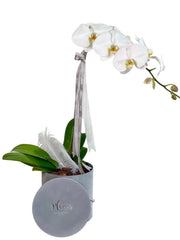 Orchid in Velvet Box