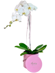 Orchid in Velvet Box