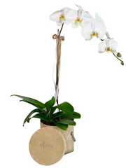 Orchid in Velvet Box