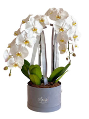 Double Orchids in Velvet Box