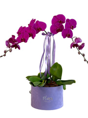 Double Orchids in Velvet Box