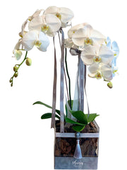 Orchids in Acrylic Square Box