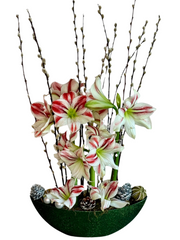 Christmas - Amaryllis Flower Boat