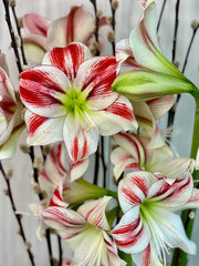 Amaryllis Flower Boat