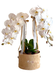 Double Orchids in Velvet Box