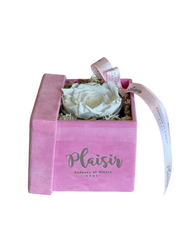 Forever Rose Infinity - Single White on Pink