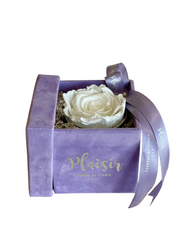Forever Rose Infinity - Single White on Lilac