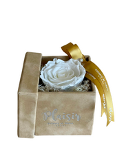 فوريفر روز إنفينيتي - لون أبيض مفرد على لون بني