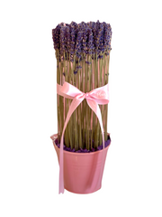 لافندر - دلو صغير