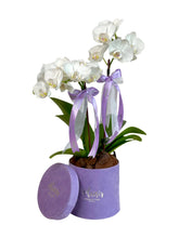 Mini Orchids in Velvet Box