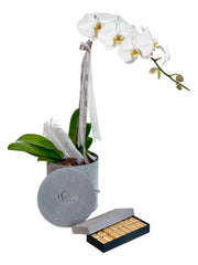 Orchid with Chocolates