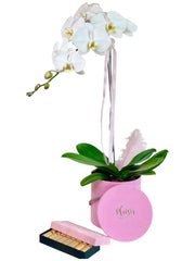 Orchid with Chocolates