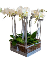 Orchids in Acrylic VIP Box
