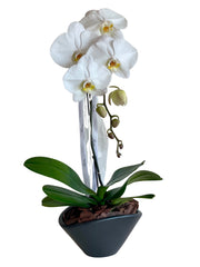 Orchid in Black Vase