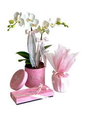 مجموعة هدايا - زهرة الأوركيد الصغيرة لها