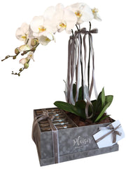 صندوق VIP مخملي - سيجار وبساتين الفاكهة