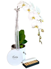 Orchid with Chocolates