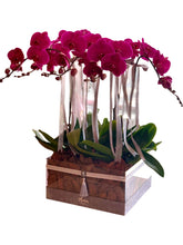 Orchids in Acrylic VIP Box