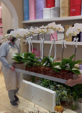 VVIP Acrylic Orchid Box