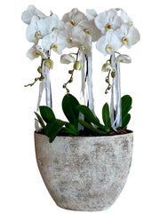 Luxury Orchids in XL Rustic Vase