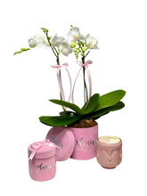 Mini Orchid Giftset in Pink