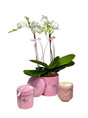 Mini Orchid Giftset in Pink
