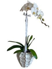 Orchid in Ceramic Vase