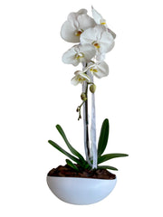 Orchid in White Oval Vase