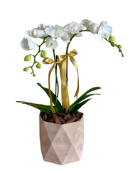 Mini Orchids in Crinkle Velvet Box