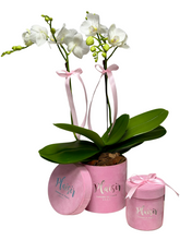 Mini Orchid & Chocolates in Pink