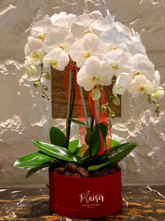 How can flowers warm up your home this Christmas