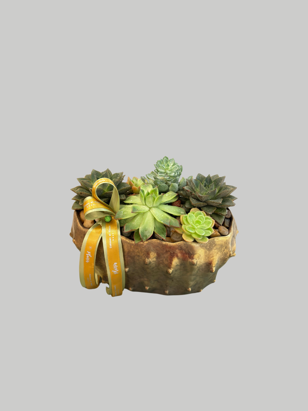 Succulents - Succulent Bowl