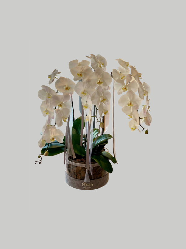 Orchids Acrylic Round - White