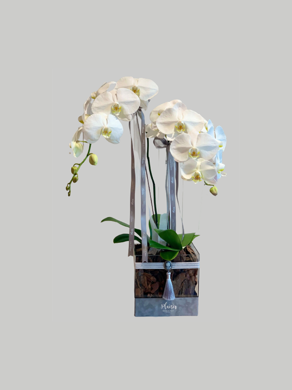 Orchids Acrylic Square - White