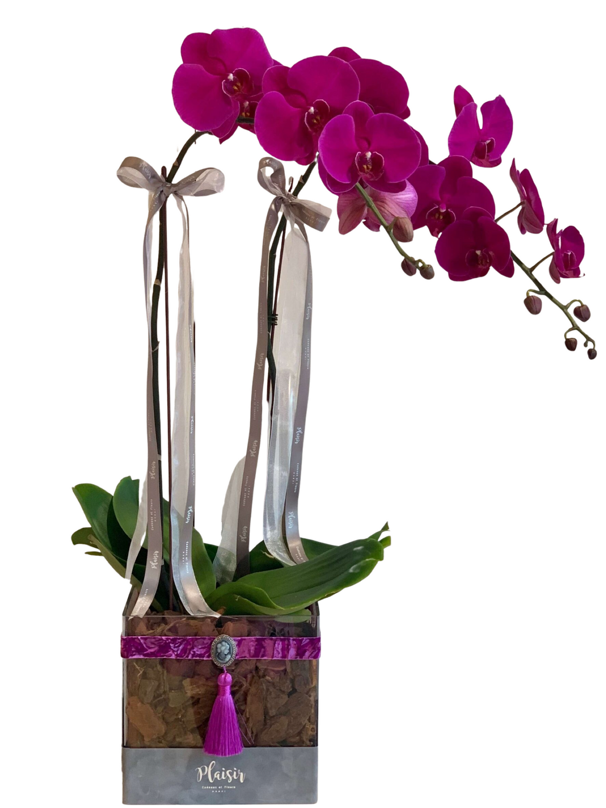 Orchids in Acrylic Square Box
