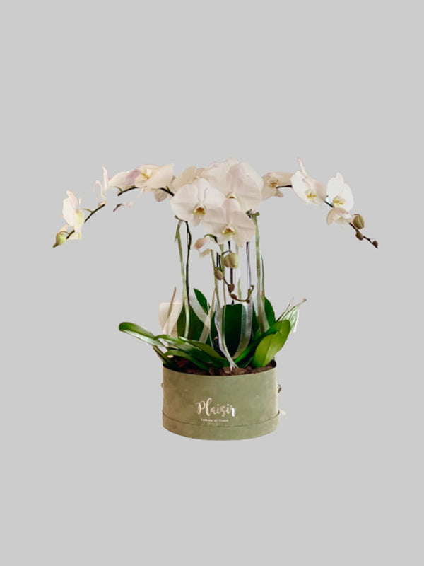 Orchids Hatbox - White on Olive