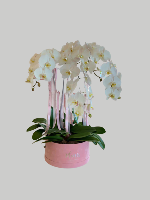 Orchids Hatbox - White on Pink