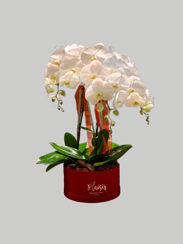 Orchids Hatbox - White on Red