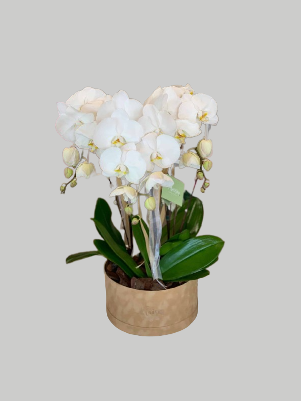 Orchids Hatbox - White on Tan