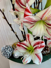 Buy Christmas - Amaryllis Flower Boat