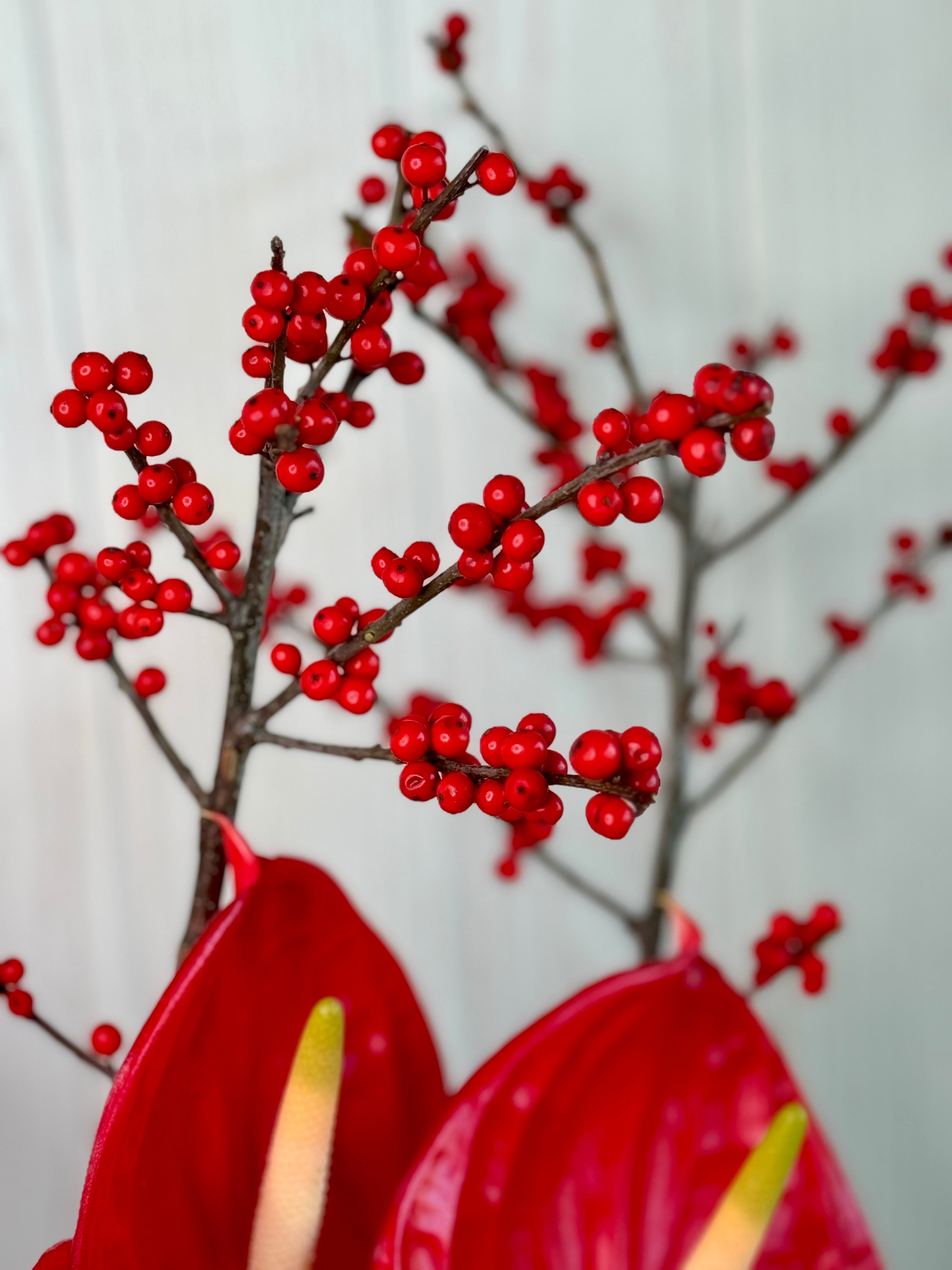 Buy Christmas - Anthurium Flower Boat