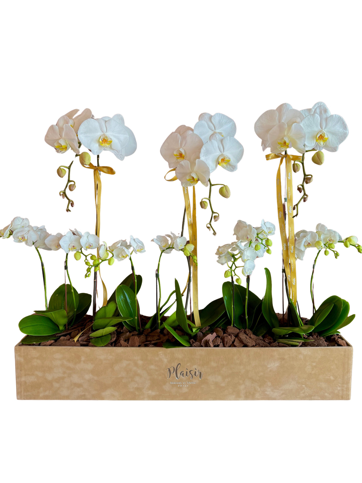 VVIP Luxury Orchid Box