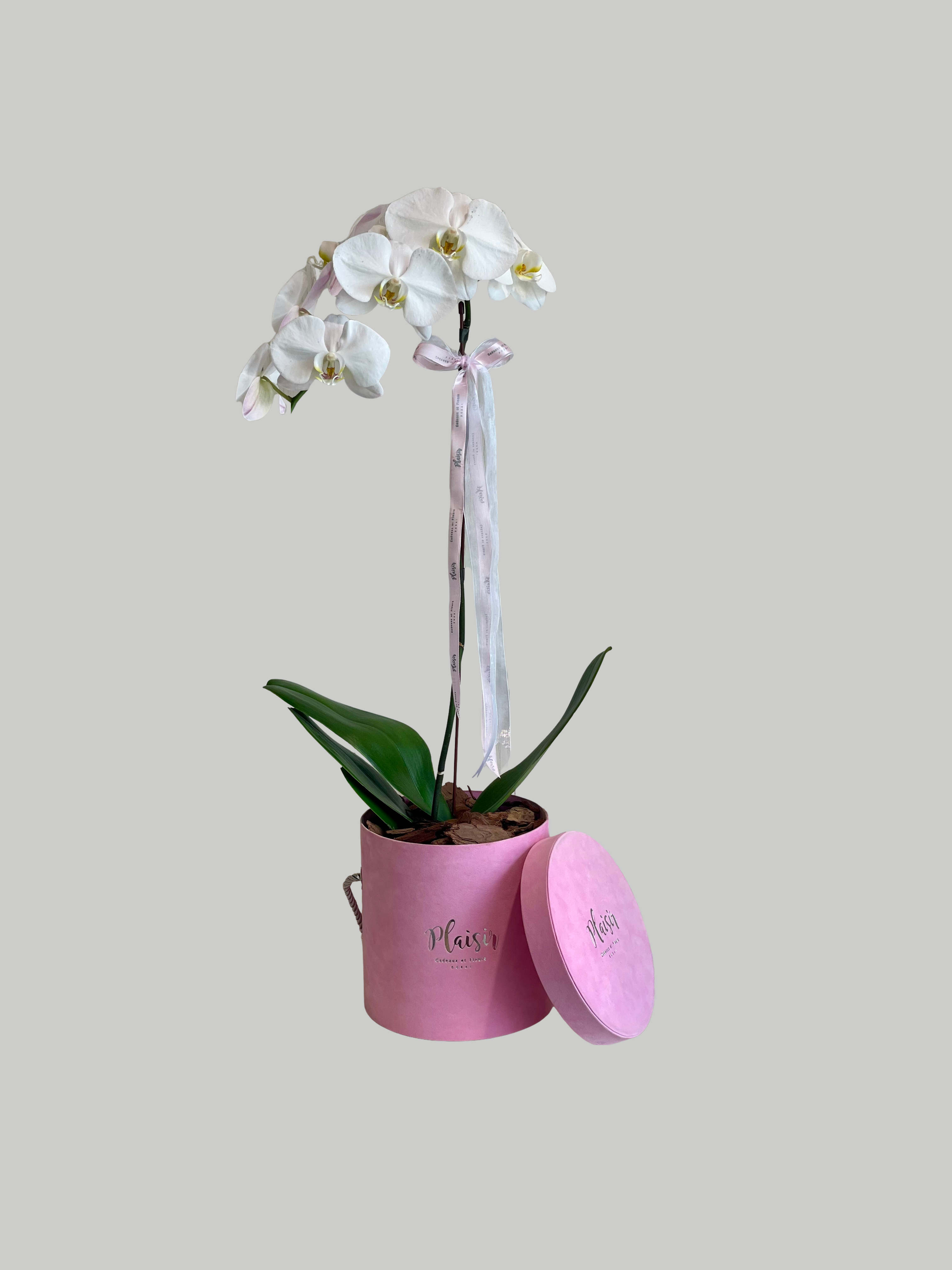 Orchid Single Note - White on Pink