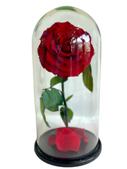 Forever Rose Infinity - Beauty & The Beast