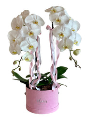 Double Orchids in Velvet Box