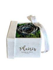 Forever Rose Infinity - Single Grey on White