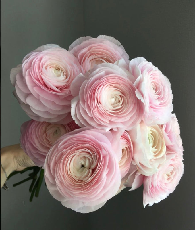 Ranunculus