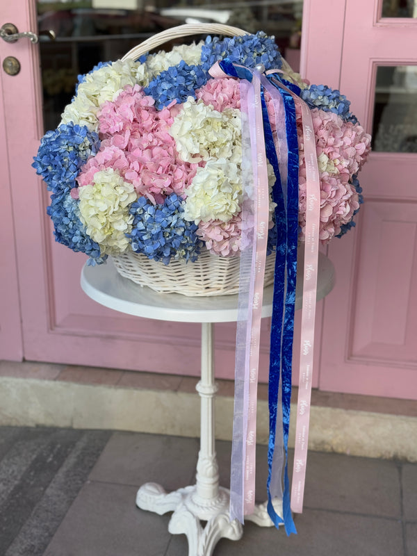 Hydrangea