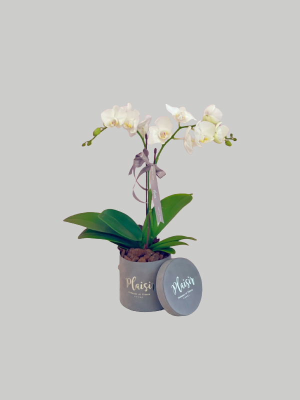 Orchid Mini - Grey Box