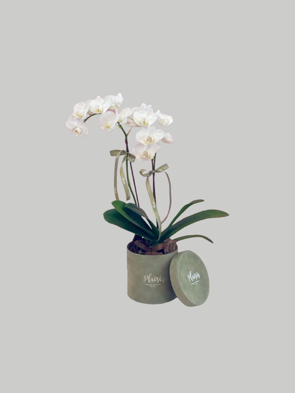 Orchid Mini - Olive Box